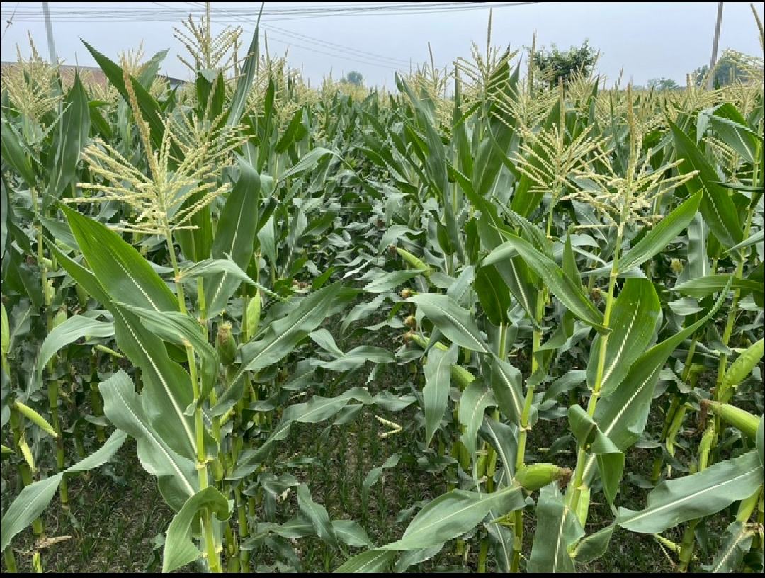 玉米种植面积与产量趋势图