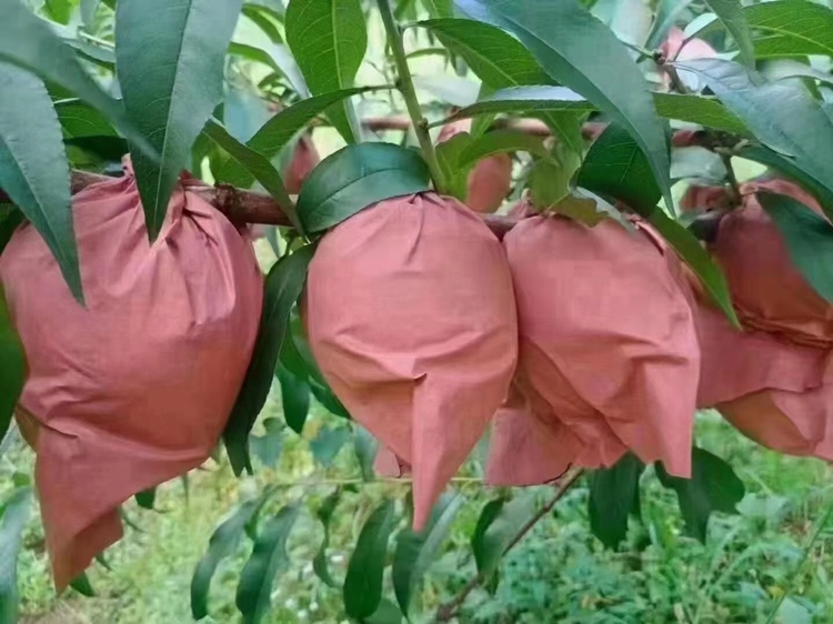 黄桃套袋前后对比图