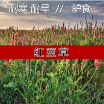 绿肥牧草红豆草驴食草蜜源固氮改善土壤防沙适应型强饲用畜禽