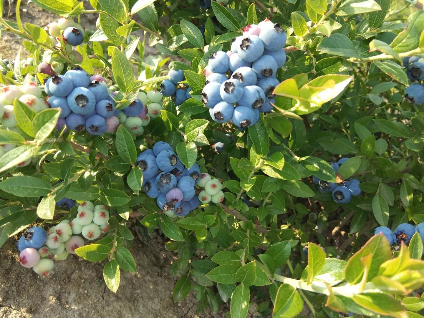 展示一片成熟的北陆蓝莓果园,果实饱满,颜色深蓝 北陆蓝莓果园实景图