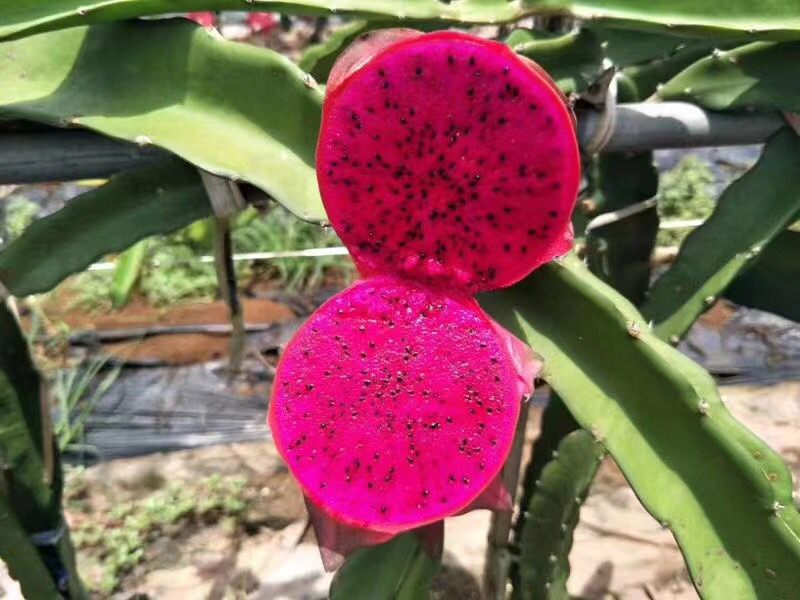 火龙果果实特写