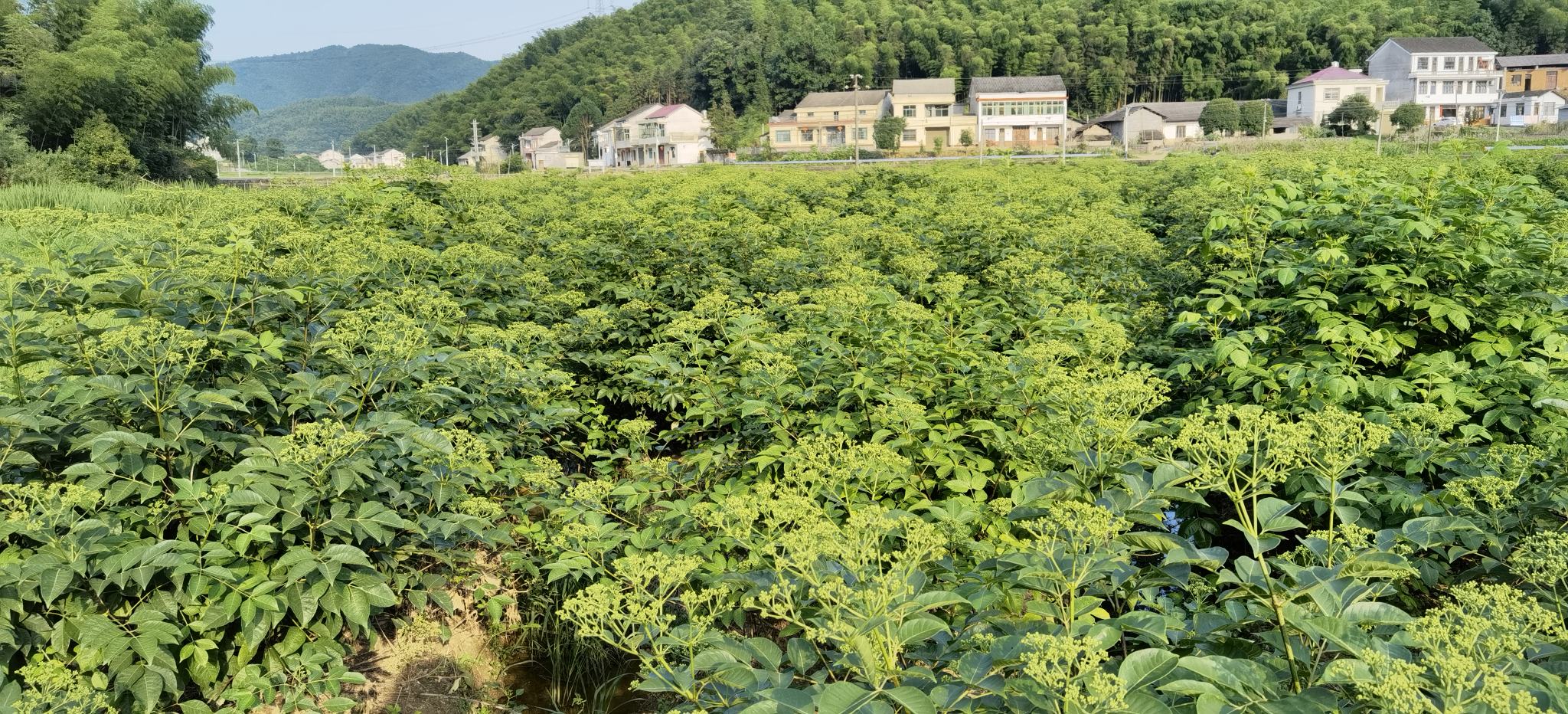 芦稷田间生长实景