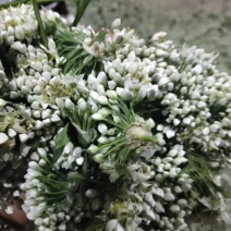 韭花。新鲜韭花已陆陆续续大量上市。货源充足。