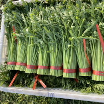 精品茼蒿产地直发一手货源货源稳定量大价优欢迎致电咨询