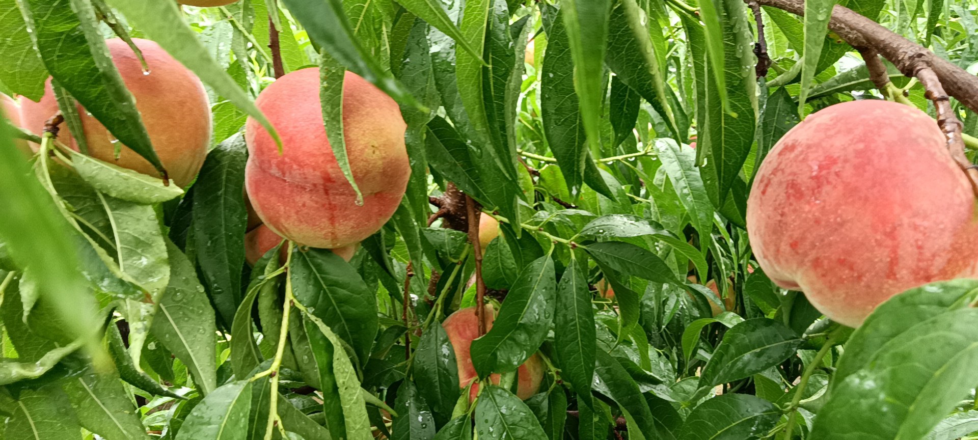 一片阳光充足的山坡果园中,成排的水蜜桃树挂满果实,部分桃子果皮已呈现出鲜艳的粉红色,绿叶间露出饱满圆润的果形,地面覆盖着有机秸秆,远处有果农正在检查成熟度 水蜜桃果园全景图
