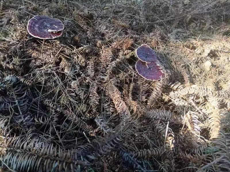 枯树根上的野生灵芝特写