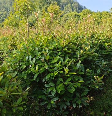 [红叶石楠批发]冠幅1.5米红叶石楠球,基地直销,价格实惠价格148.