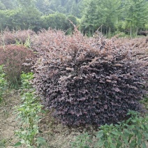 冠幅1.8米红花继木球，基地直销，价格实惠