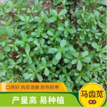 马齿苋种子野菜种子野生马齿笕种子蔬菜种籽