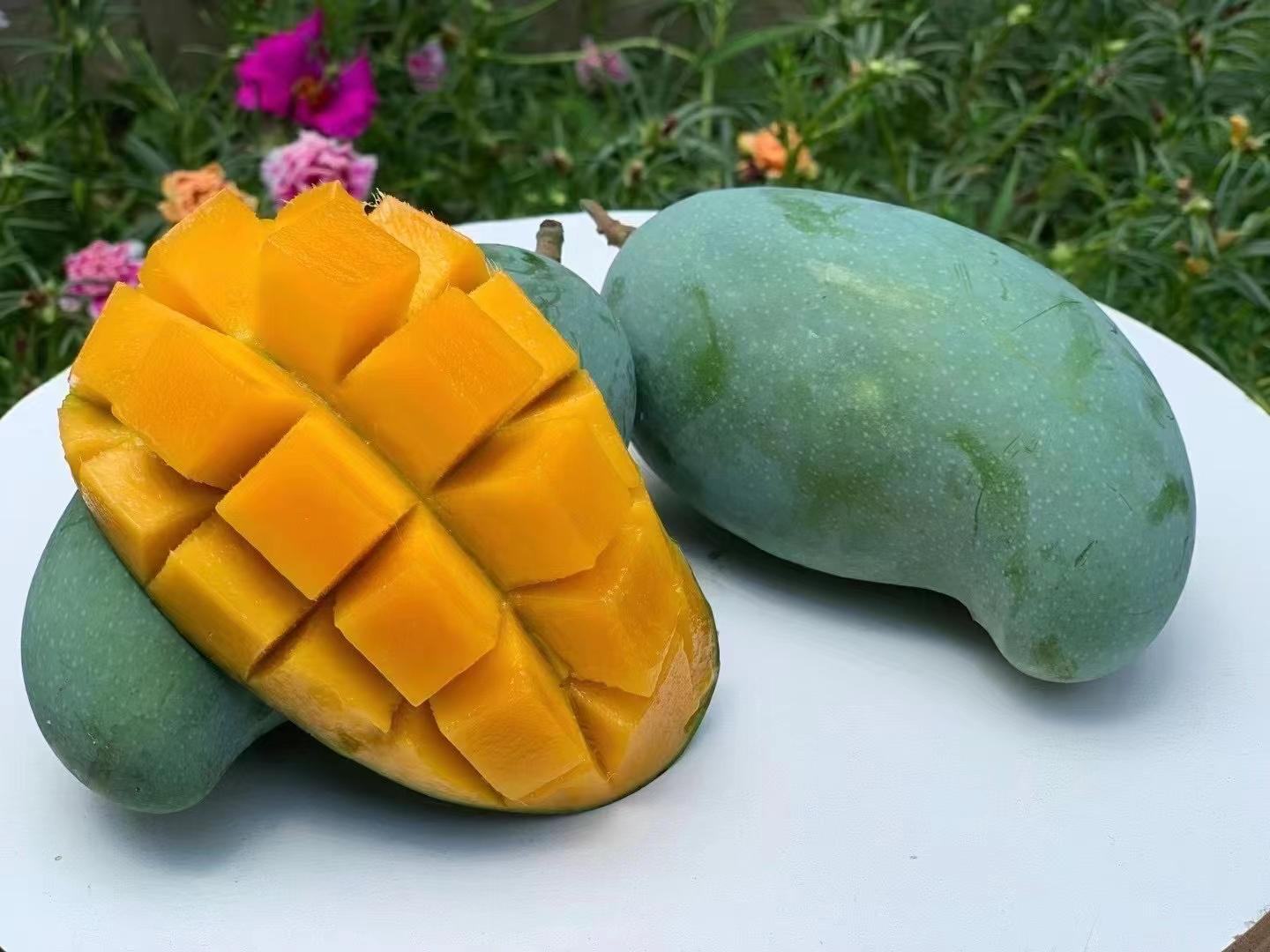 桂七芒切开展示果肉