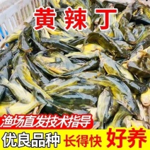 黄骨鱼苗，杂交快大黄骨苗，支持送货上门基地直发