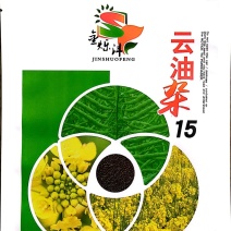 云油杂15油菜种子抗病性，抗倒伏强，生长周期短，产量好