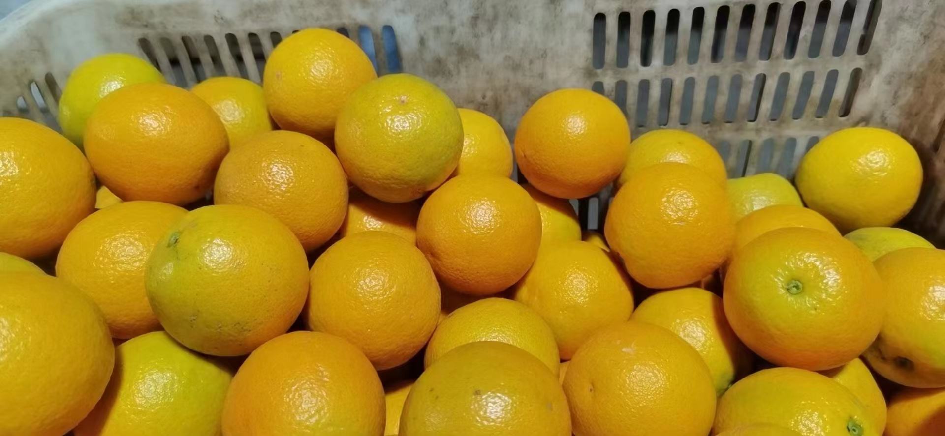 夏熟黄甘橙在超市货架上的展示图