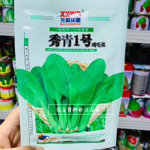 秀青1号鸡毛菜种子叶子绿纤维少四季蔬菜鸡毛菜种籽
