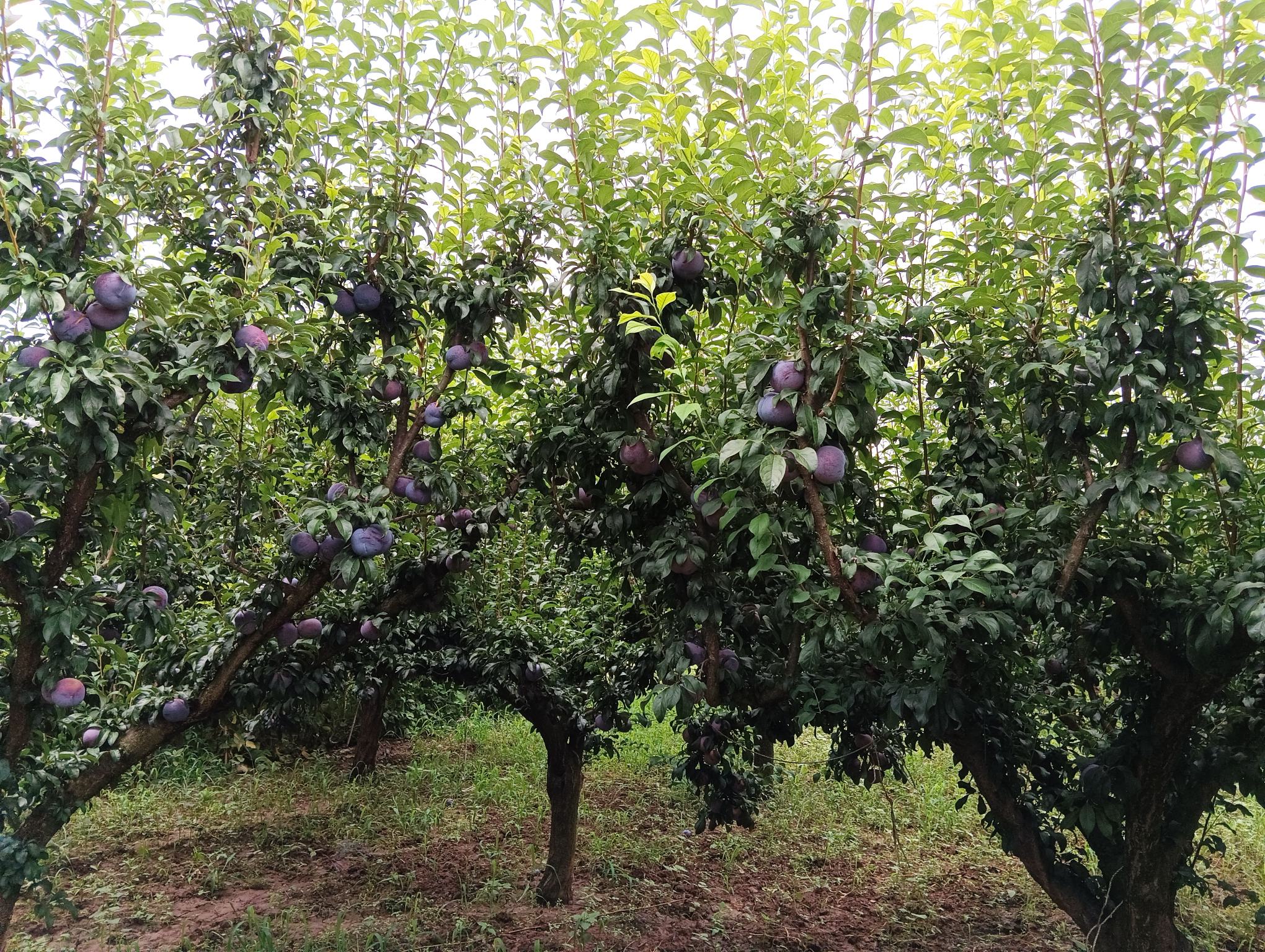 黑布林李子果园采摘场景