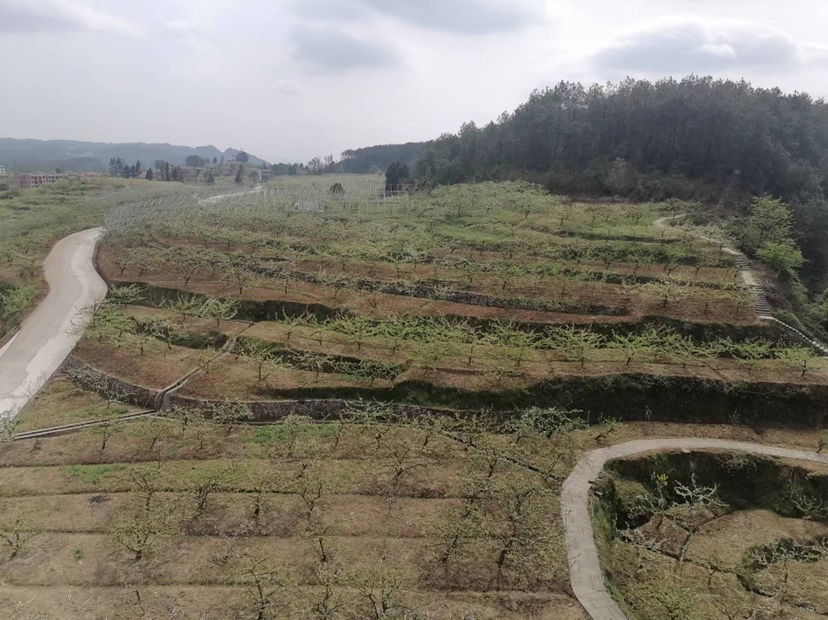 脆红李果园实景图