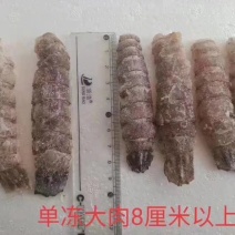 皮皮虾。虾爬子