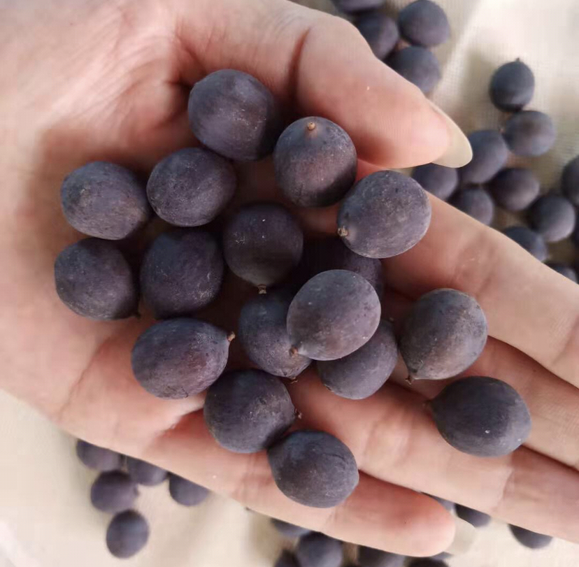 莲子特写展示顶部黑圈