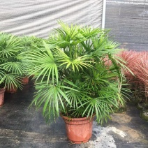 细叶棕竹小叶棕竹耐热耐寒四季常青绿植净化空气盆栽