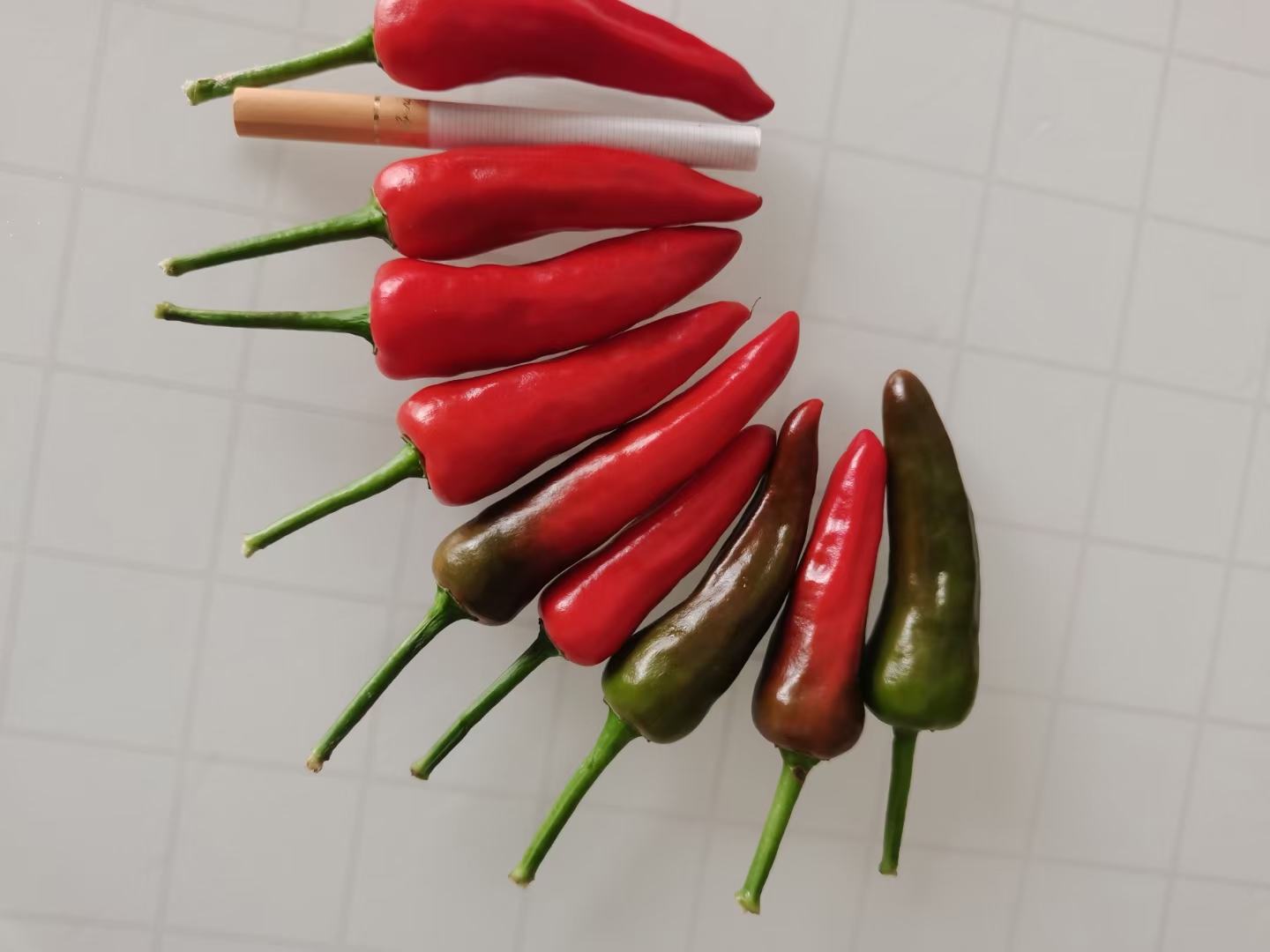 菜椒与鲜辣椒对比图