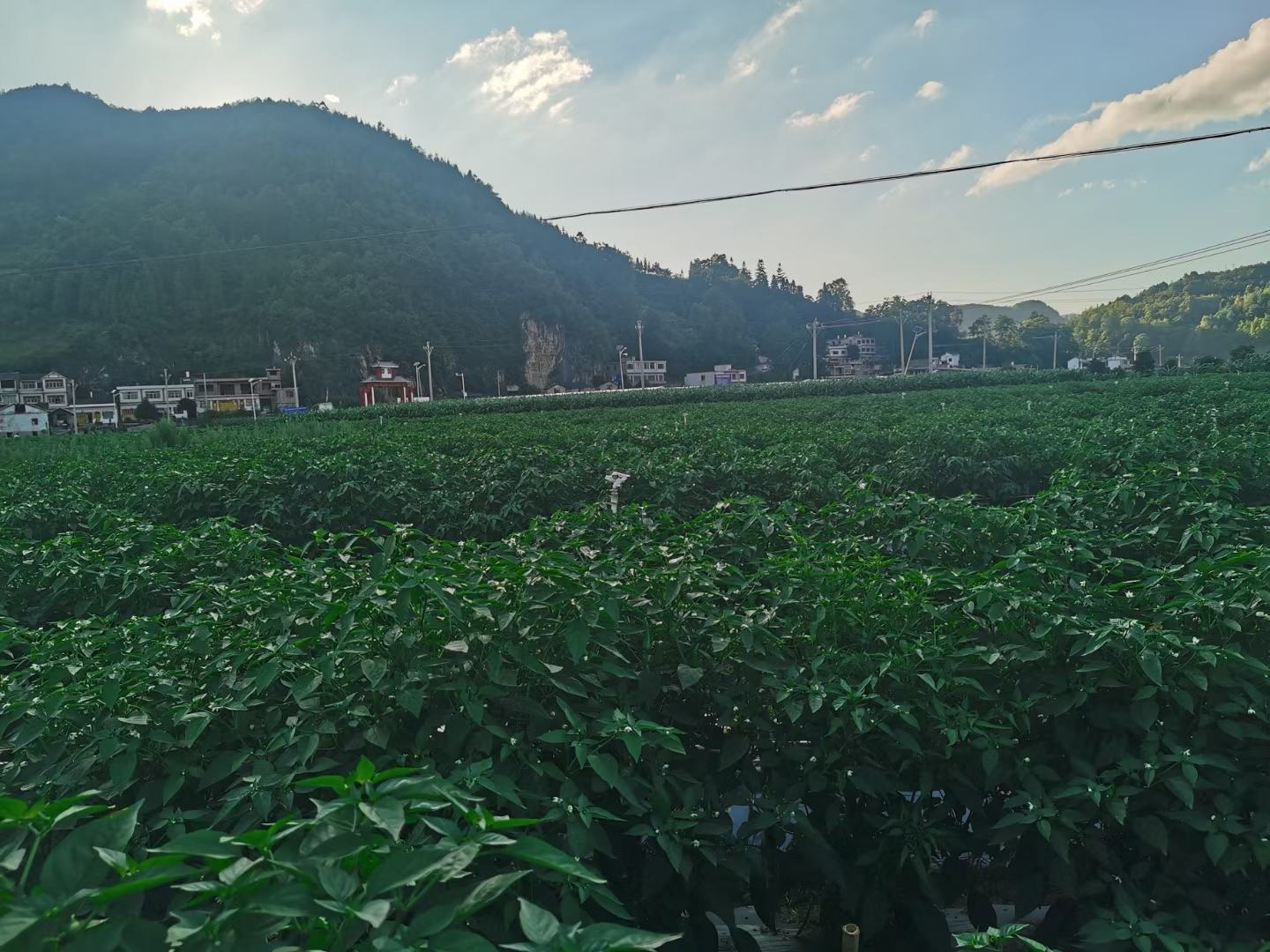 红椒生长在田间的实景图