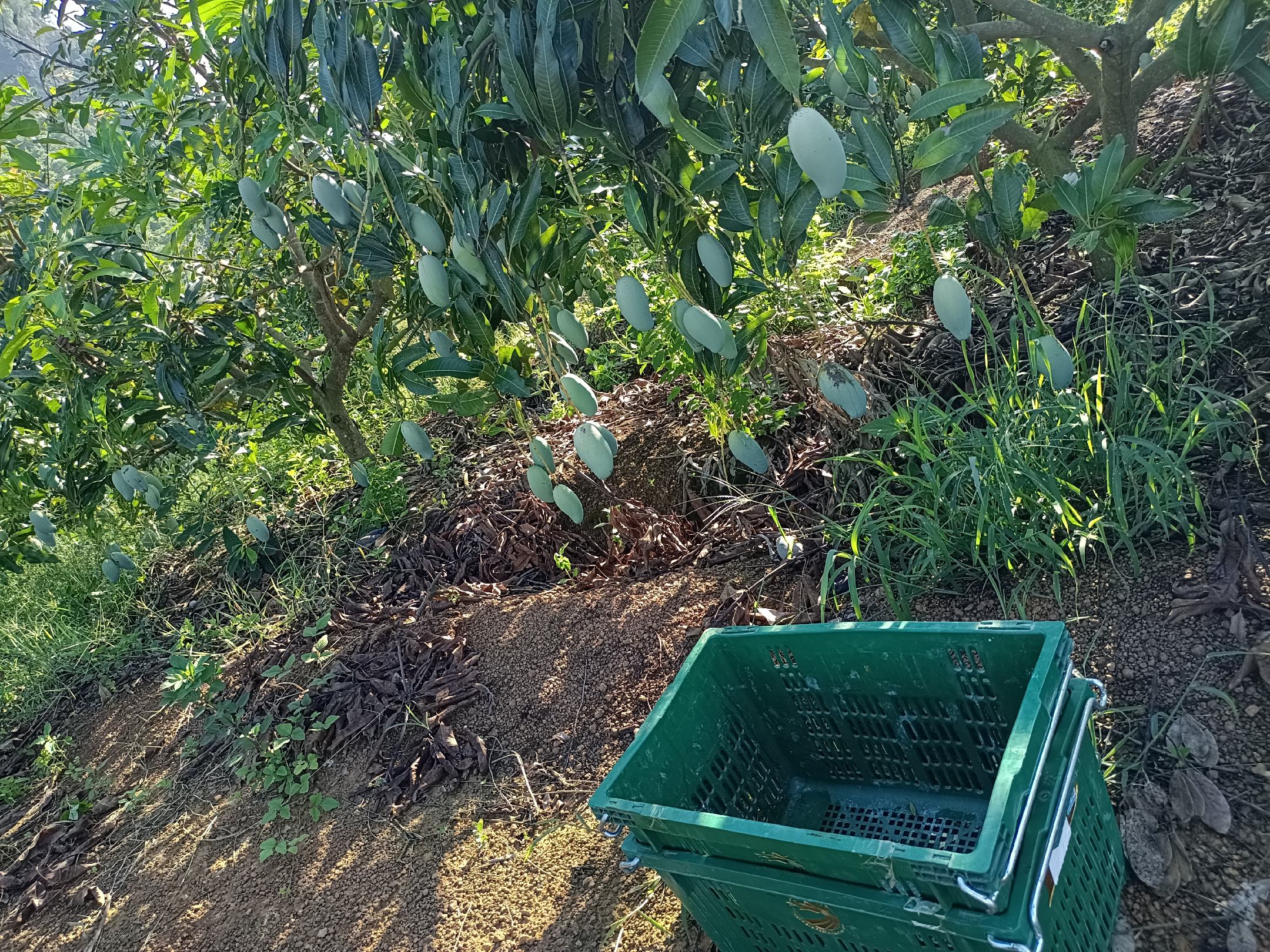 桂七芒采摘现场