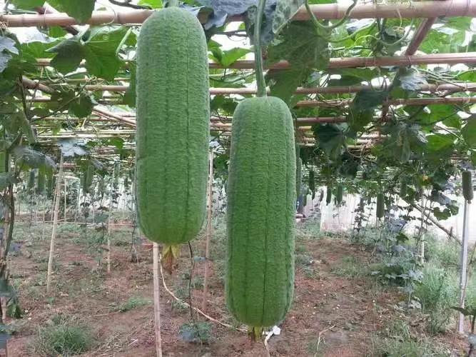 丝瓜在农田中生长的画面