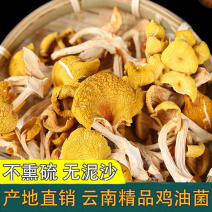 鸡油菌干货云南特产无熏硫煲汤食材黄金食用菌农家食用菌批发