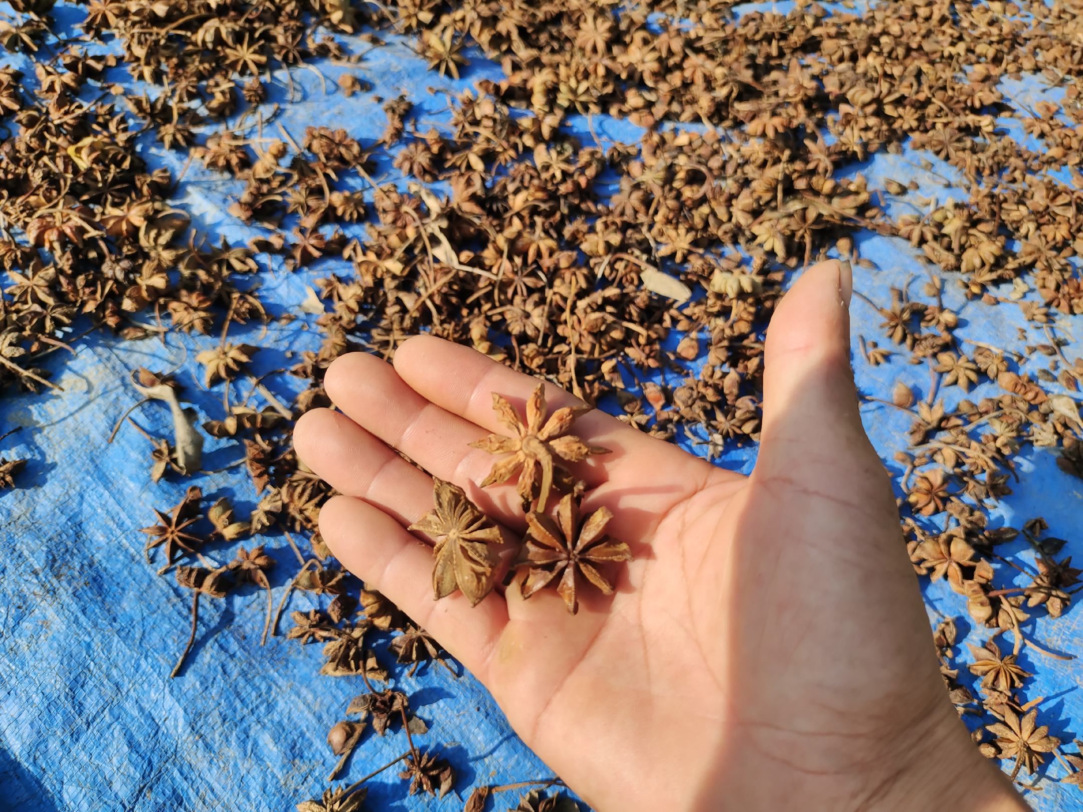 八角亭布朗珍品果实特写,展示其饱满、红润的果型和完整八角瓣 八角亭布朗珍品果实特写