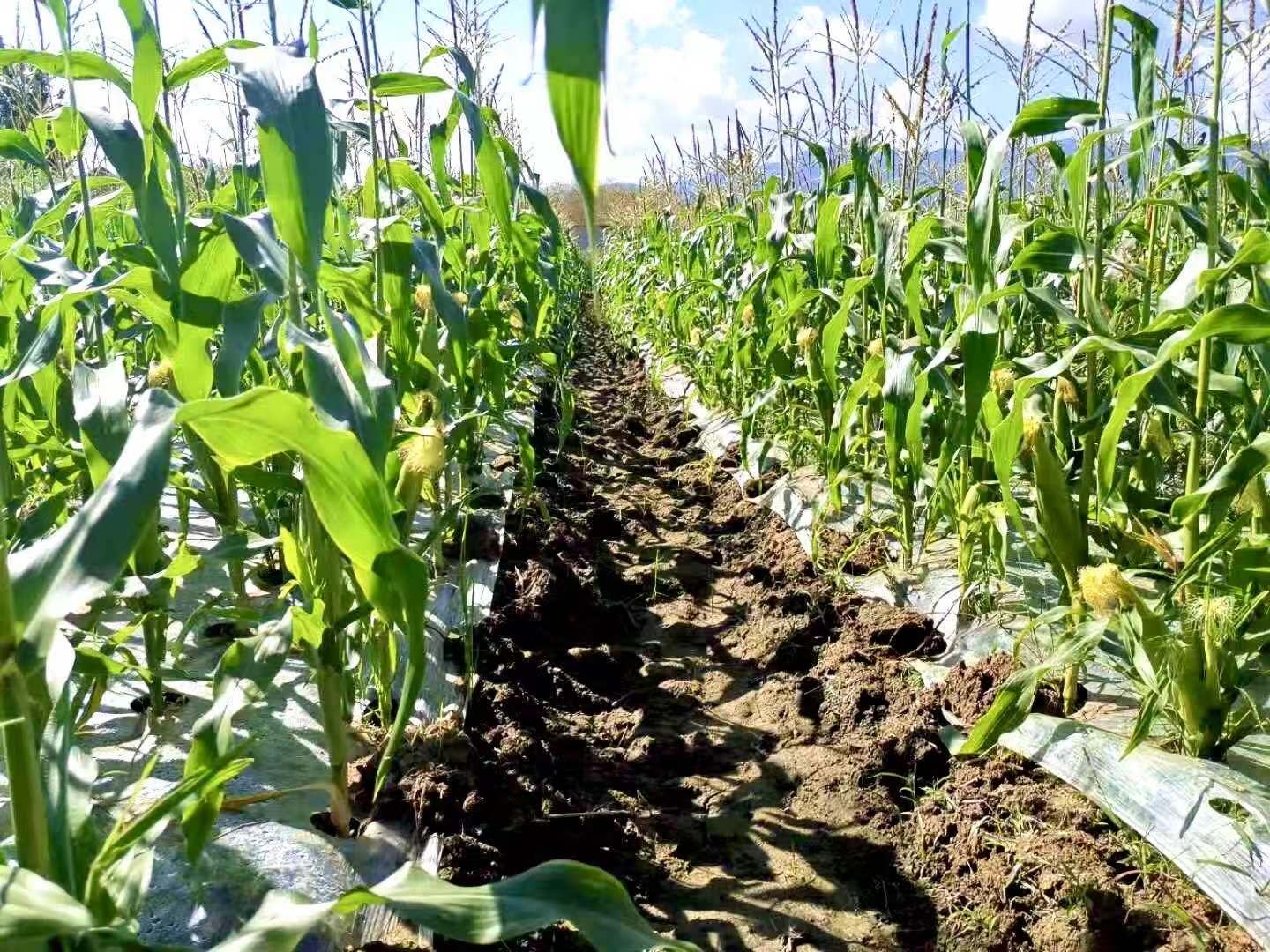 农田场景:农民在清晨采摘水果玉米,阳光透过露珠照射在翠绿苞叶上,手中玉米刚掰下,断面渗出晶莹汁液,身后是整齐排列的玉米植株 田间采摘图