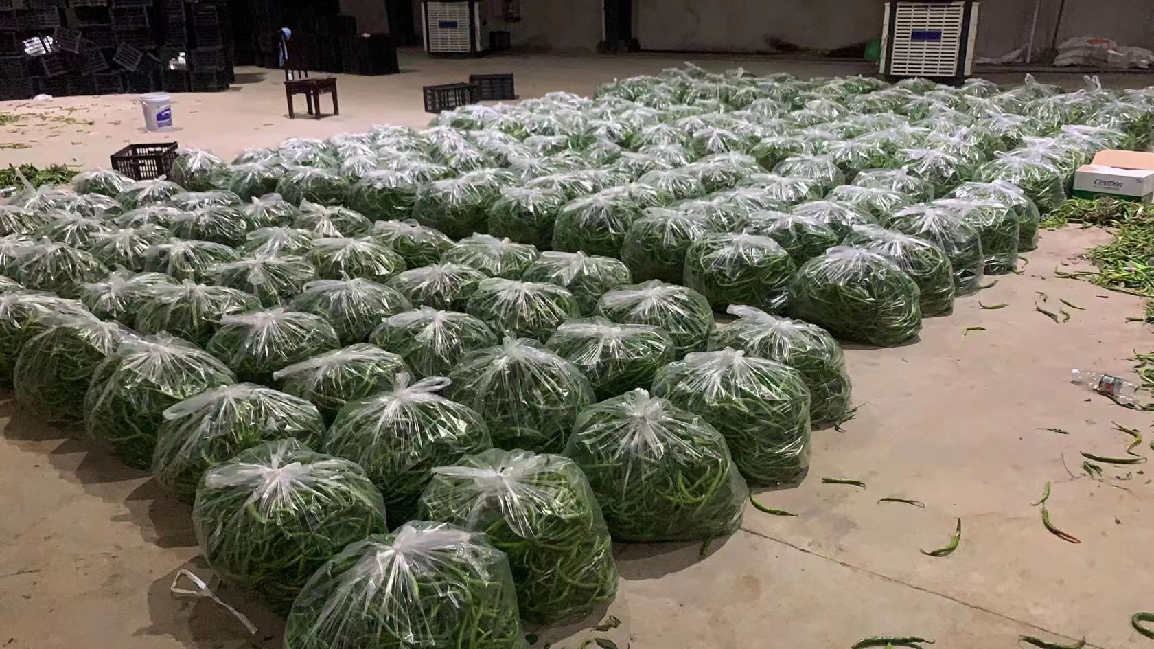 线形薄皮皱椒加工流水线