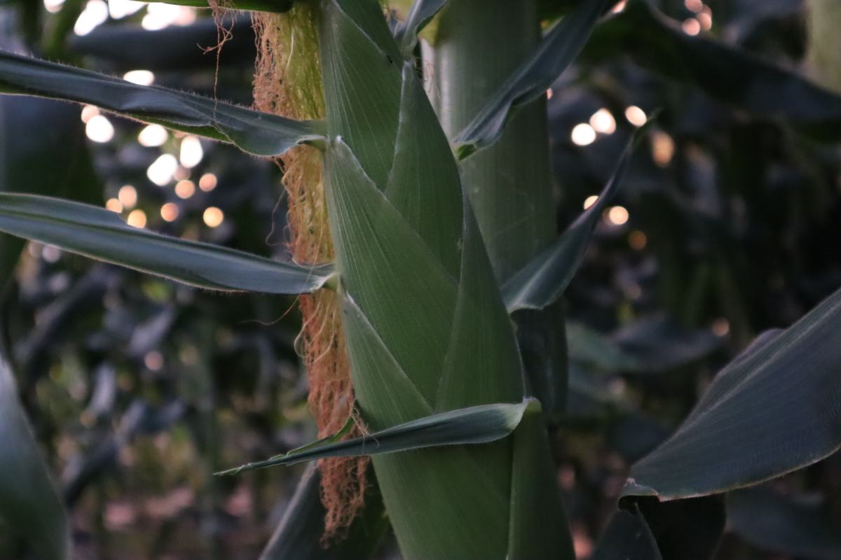 水果玉米特写镜头