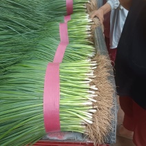四季小葱黑葱精品叶片黑绿货源充足市场精品全国发货