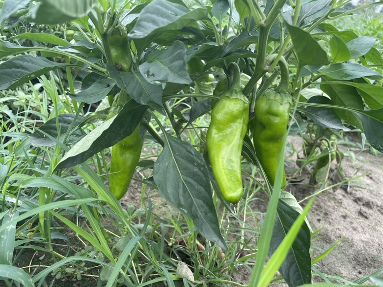 成熟红牛角椒特写