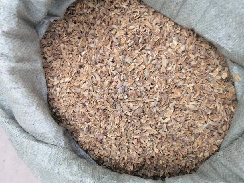 展示青翘颗粒的包装盒与服用说明,背景为家庭药箱或诊所环境 青翘颗粒说明书与使用场景