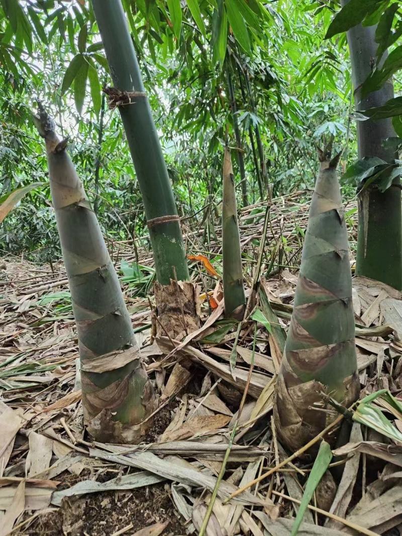 广西野生新鲜竹笋,可以去帮忙壳.非常嫩炒肉肉非常一级棒!