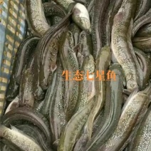 生态七星鱼