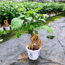 提根幸福树花卉平安树老桩盆栽室内盆栽盆景吸甲醛净化空气绿