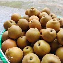 合江黄梨