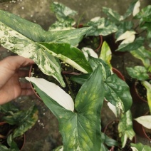 白锦合果芋锦叶绿植雨林网红热植耐阴盆栽室内观叶好养家居