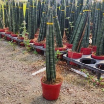 进口绿植棒叶旋叶虎尾兰佛前香吸甲醛稀有植物客厅绿植虎皮兰