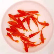 金鱼
