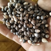 大量薏米出售