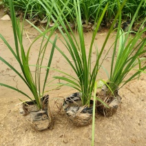 麦冬草沿阶草山东青州大量供应宿根花卉基地直发量大