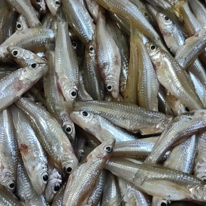 庄河市川丁鱼价格行情走势 - 一亩田