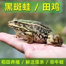 田鸡