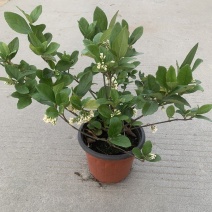 荚迷球兰带花室内庭院阳台好养多年生垂吊植物状态好