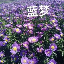 优质荷兰菊，3种颜色，过冬耐寒抗旱多年生宿根花卉。大量现