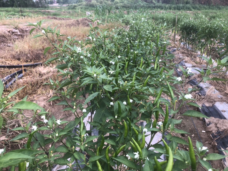 佛手椒田间生长图:健康藤本植株结出典型佛手分裂果型,果色渐变从浅红到橙红,表面细腻无皱,体现香而不辣辣椒对水肥与光照的精细需求 佛手椒植株田间实景:藤蔓攀援于竹架,枝头垂挂十余枚浅红至橙红的佛手状辣椒,形态奇特,叶片油绿肥厚,晨露未散,展现原生态鲜辣椒生长环境