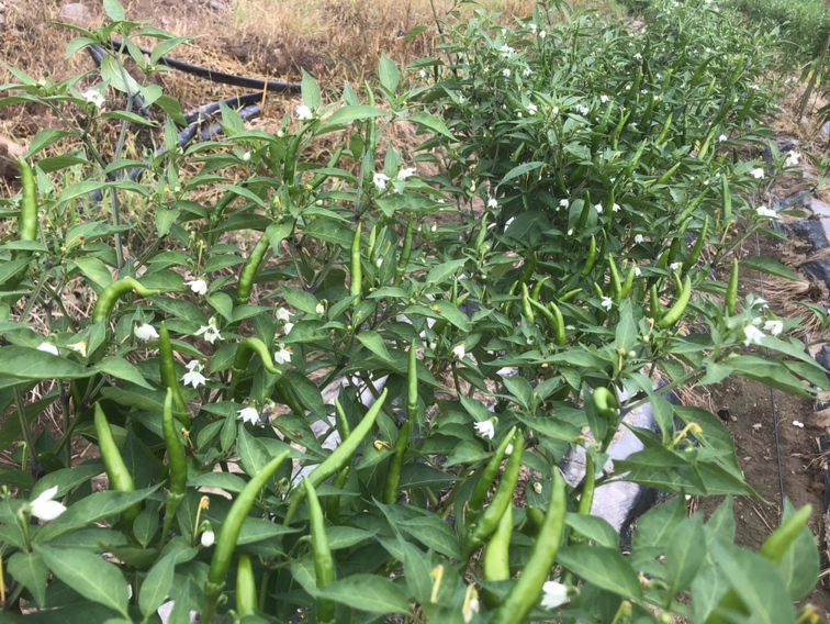 小米椒不同品种对比图